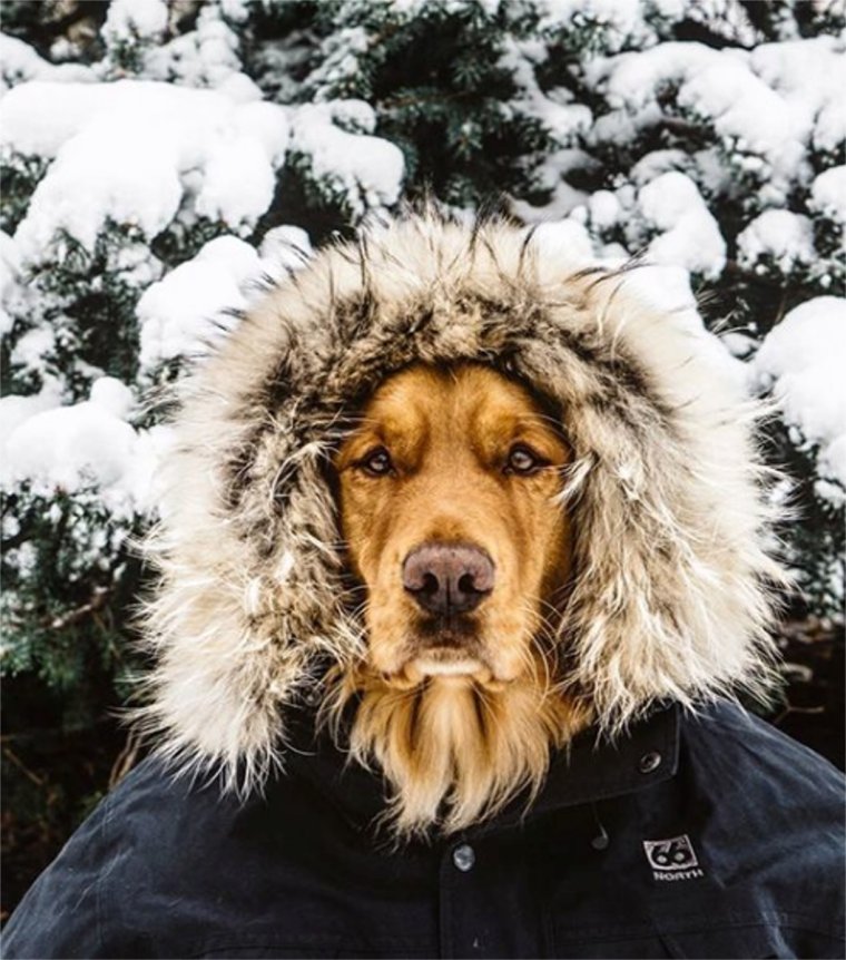 Собака в куртке