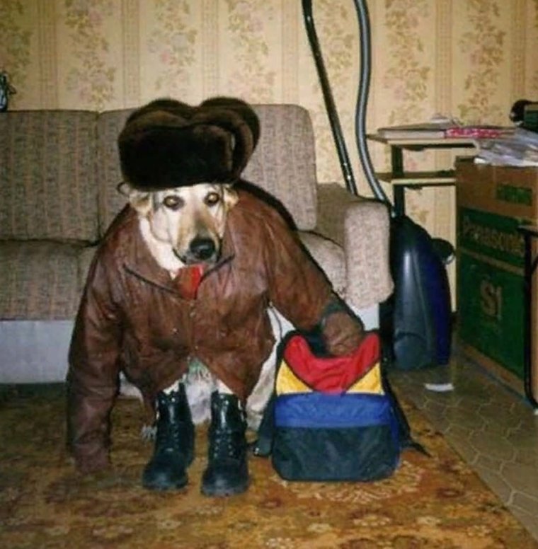 Собака в шапке ушанке