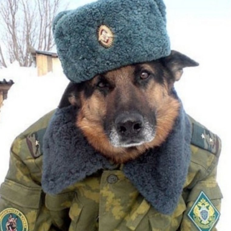 Собака в форме