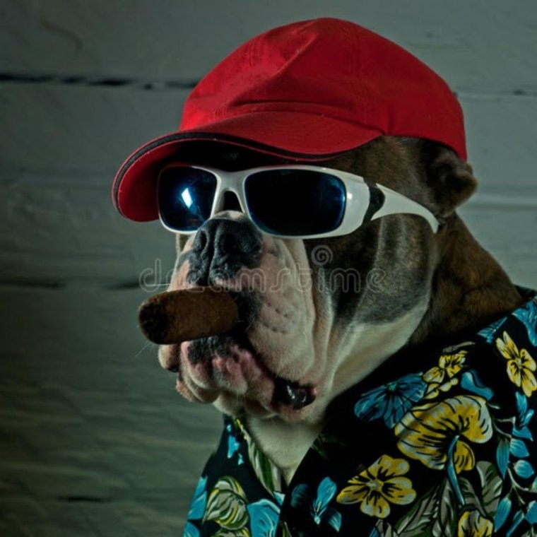 Бульдог в кепке
