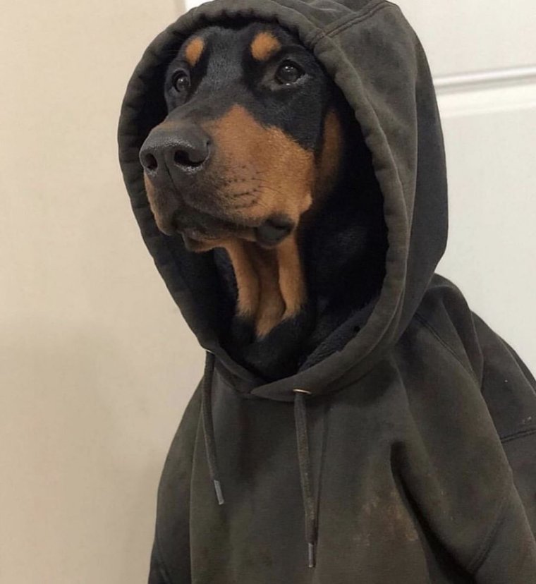 Доберман в капюшоне