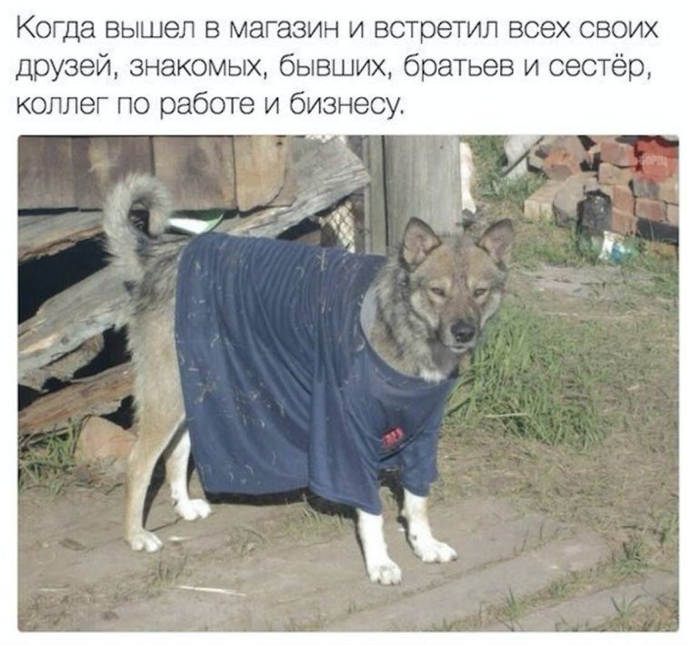Собака в футболке Мем