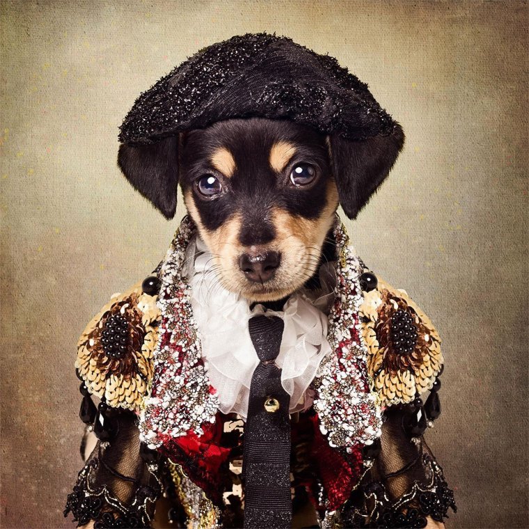 Стильная собака