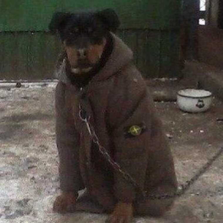 Собака в Кожанке Мем