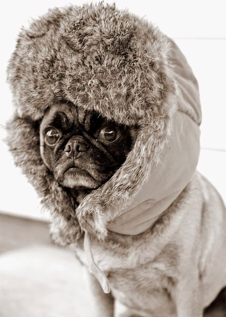 Собака в ушанке