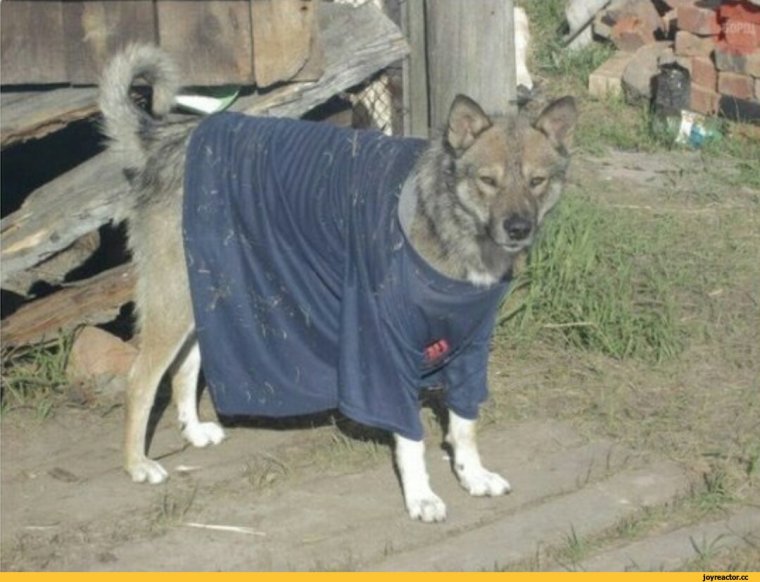 Пес в футболке Мем