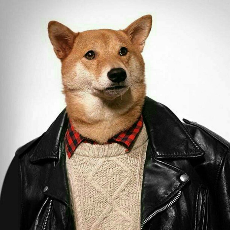 Собака в человеческой одежде