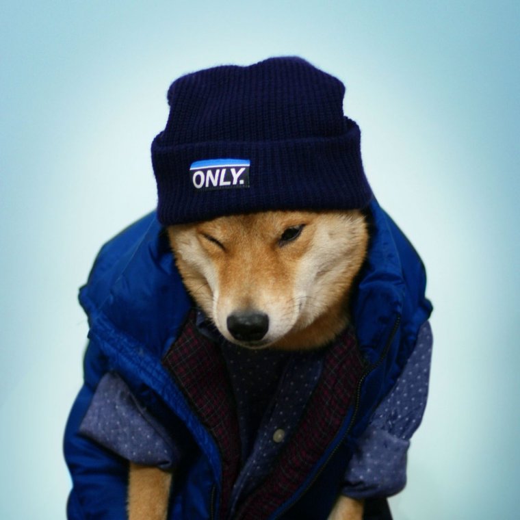 Шиба ину в шапочке