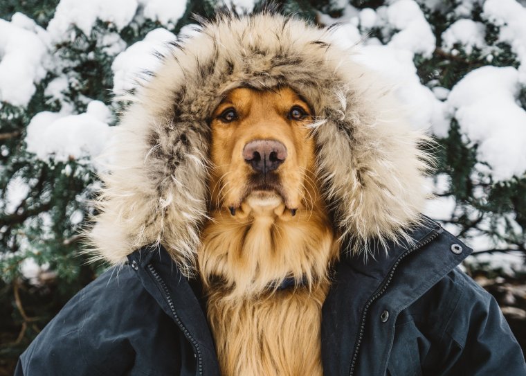 Собака в шапке и шубе