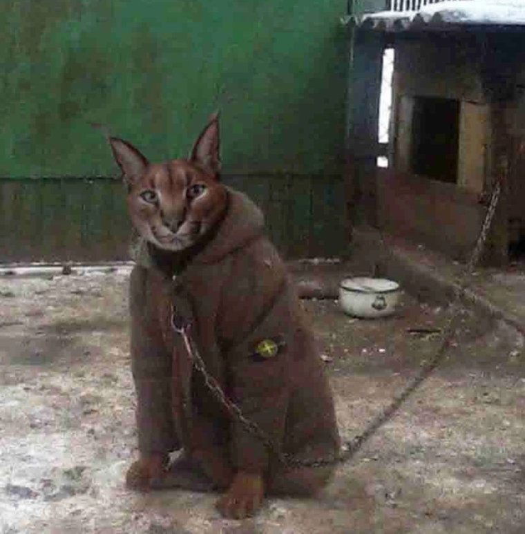 Пес в пальто