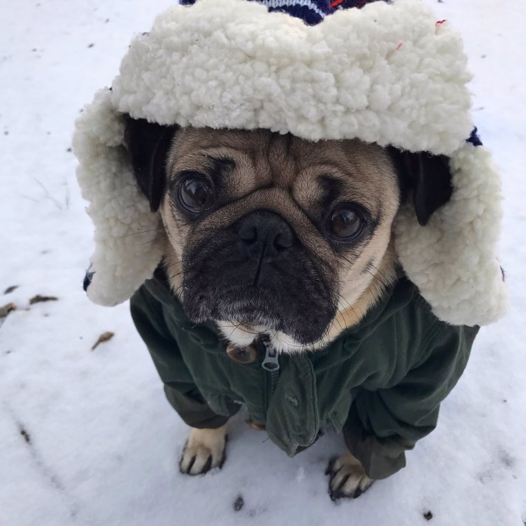 Мопс зимой