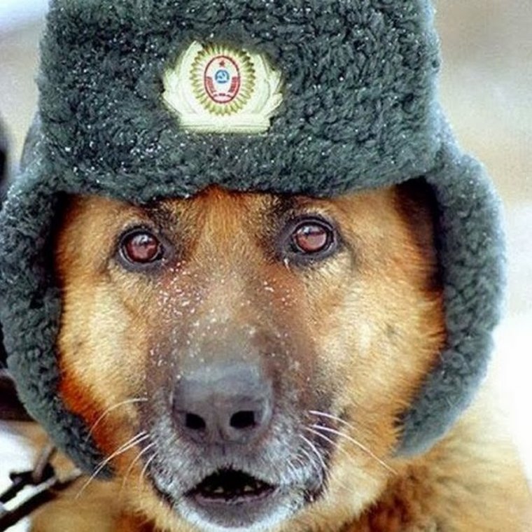 Собака в ушанке