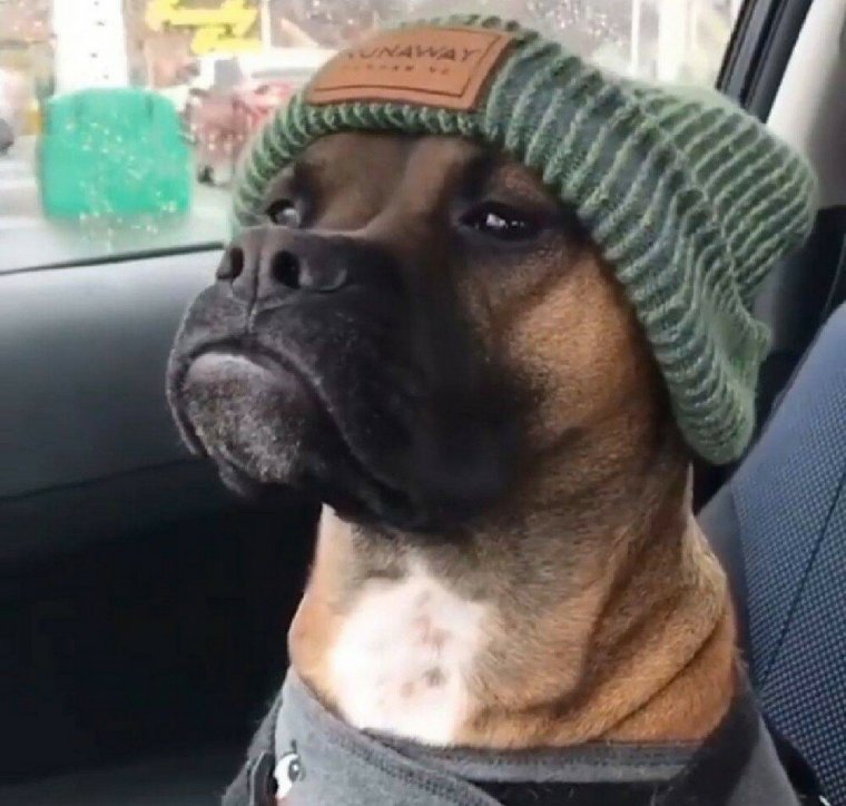 Собака боксер в шапке