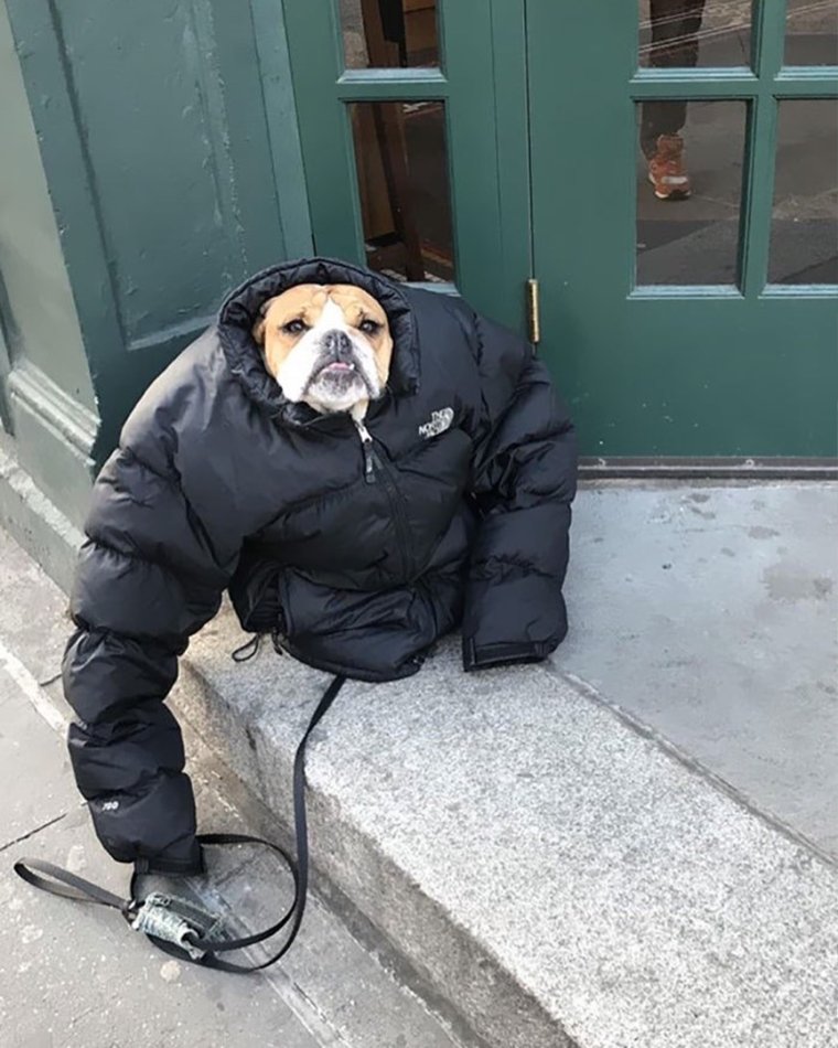 Собака в куртке