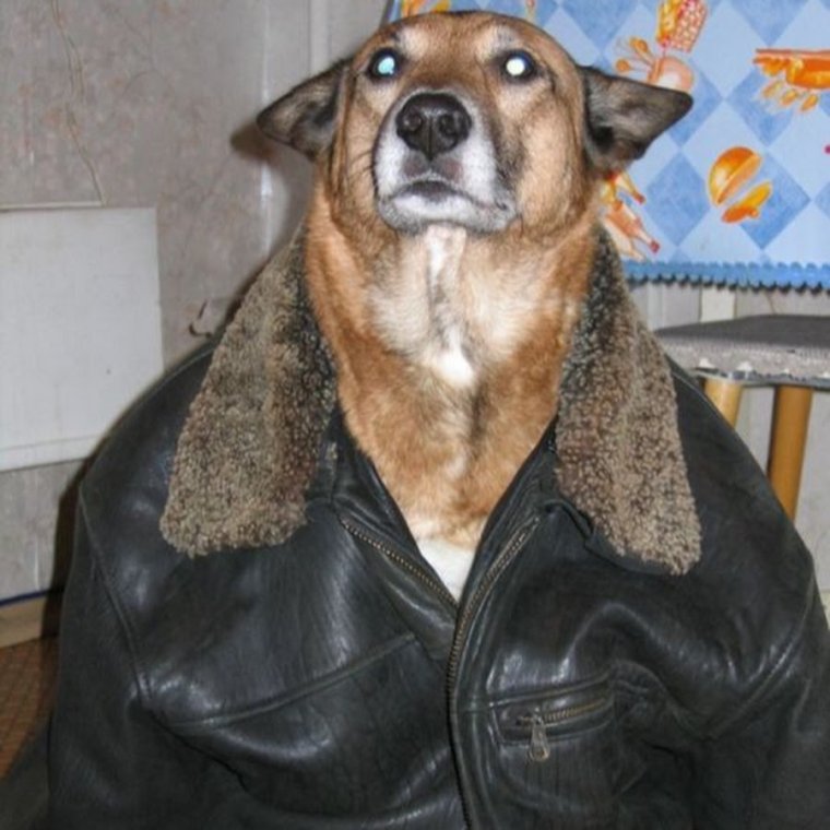Пес в куртке
