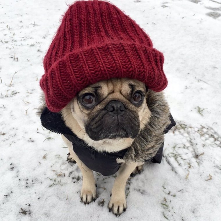 Шапка 'собака'