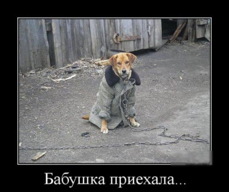 Бабушка приехала