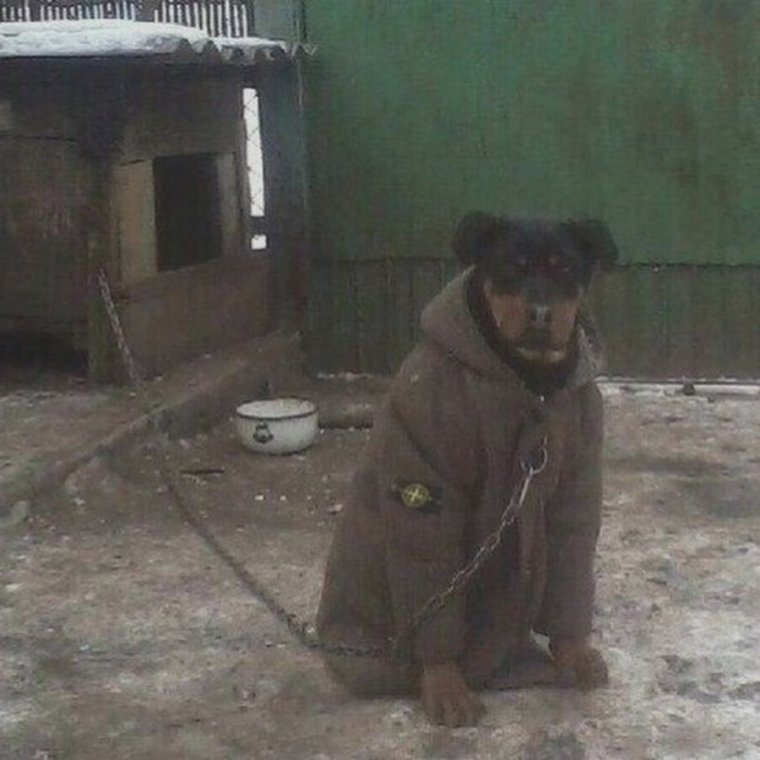 Собака в телогрейке