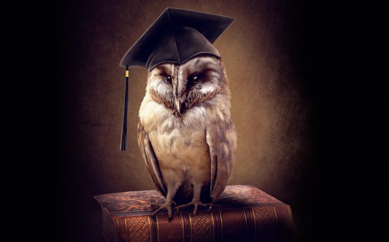 Сова знаний