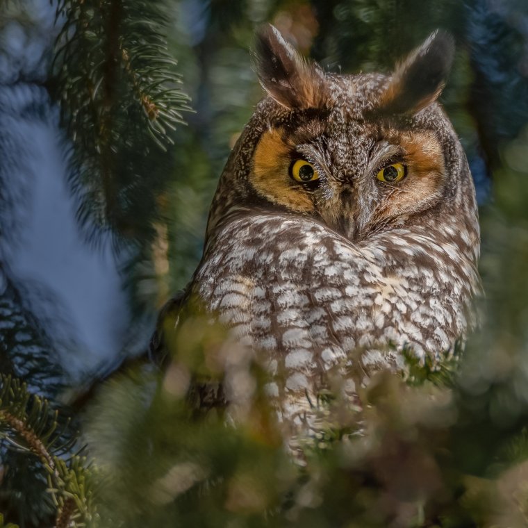 Ушастая Сова на ветке