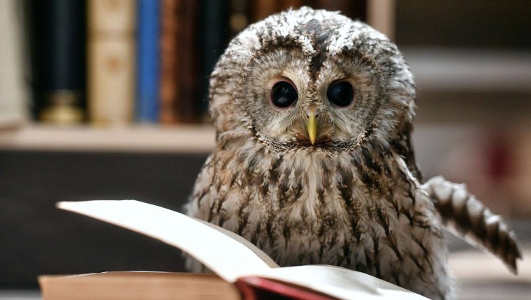 Филин мудрость