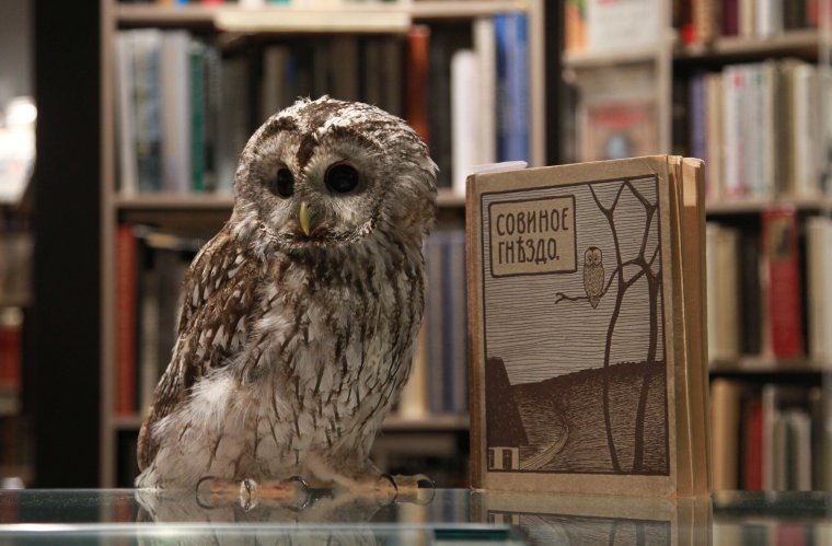 Сова в библиотеке