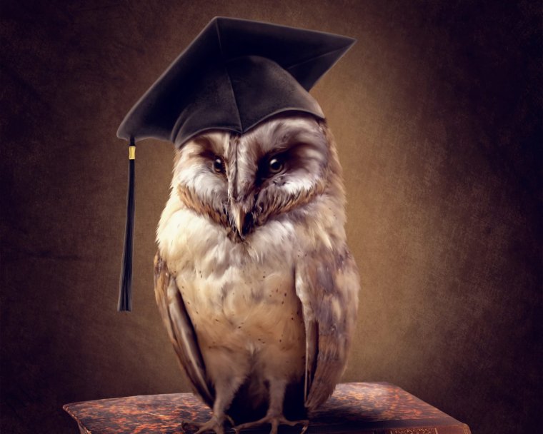 Сова мудрости