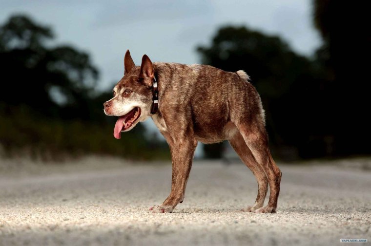 Китайская хохлатая сутулая