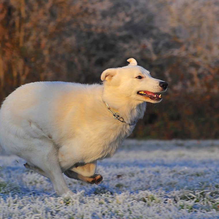 Собачка какает