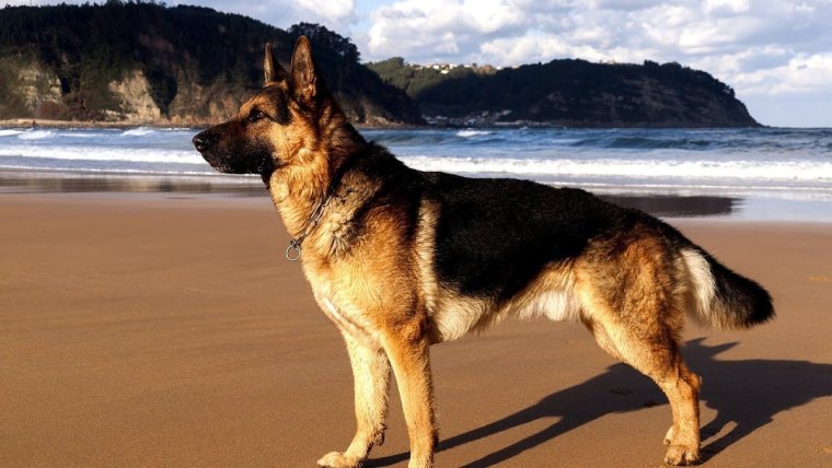 Немецкая овчарка Квазимодо