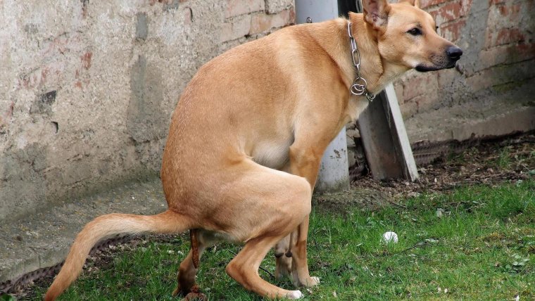 Голландская овчарка Квазимодо