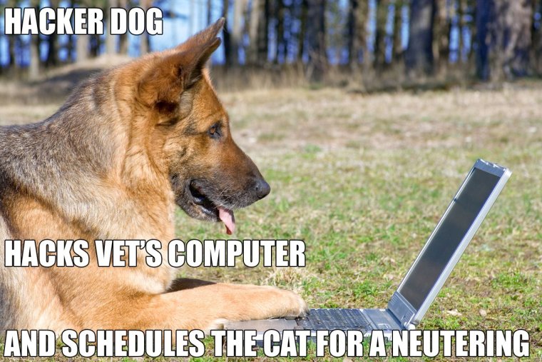 Половина собаки