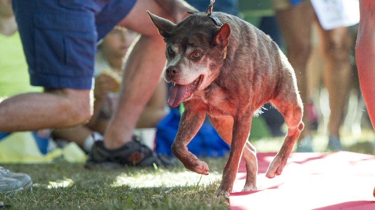 Голландская овчарка Квазимодо псина