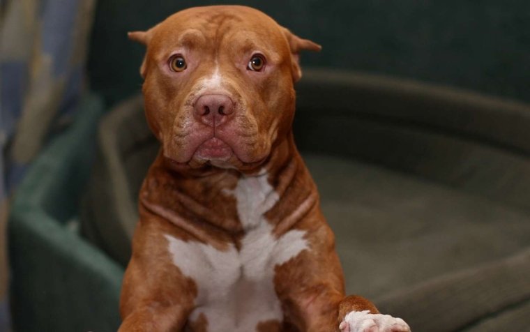 Чихуахуа хохлатая