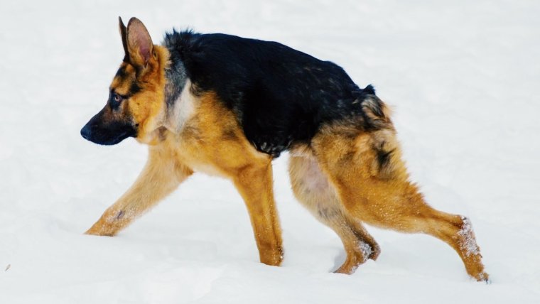 Пес Сутулый овчарка