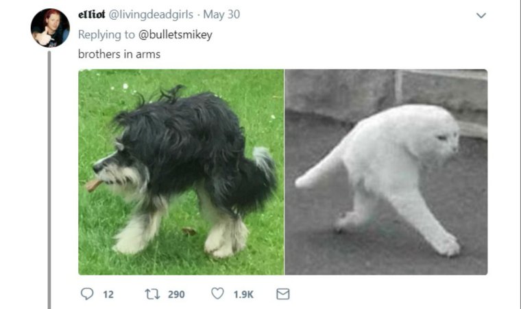 Китайская хохлатая сутулая