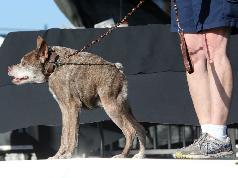 Сутулая овчарка