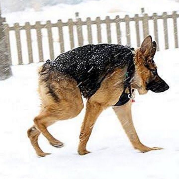 Мудрая собака