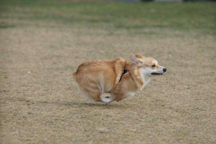 Швейцарская овчарка бежит