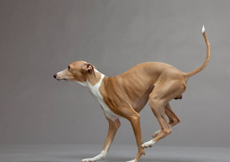 Гончие собаки хортая борзая