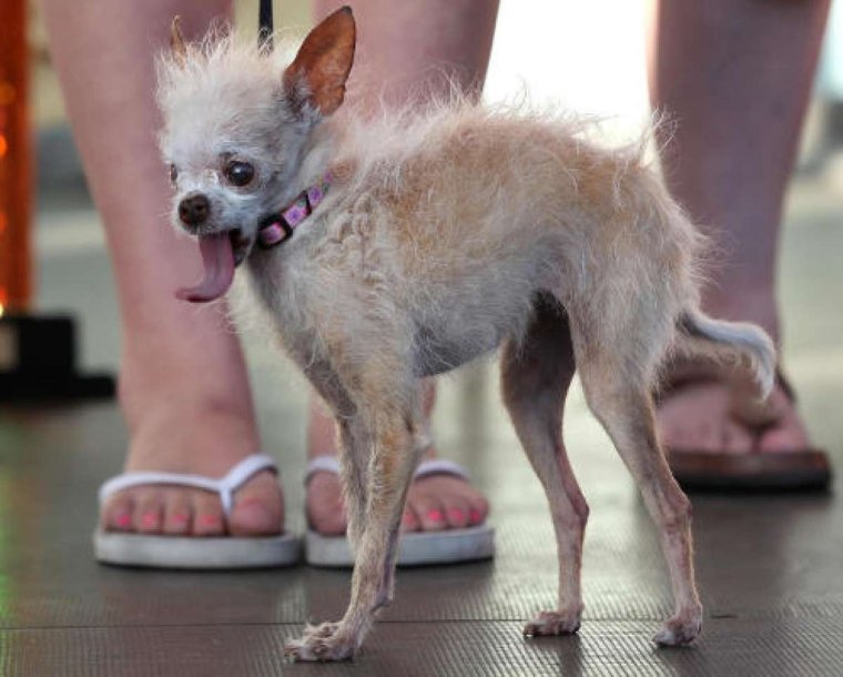 Уиппет порода собак