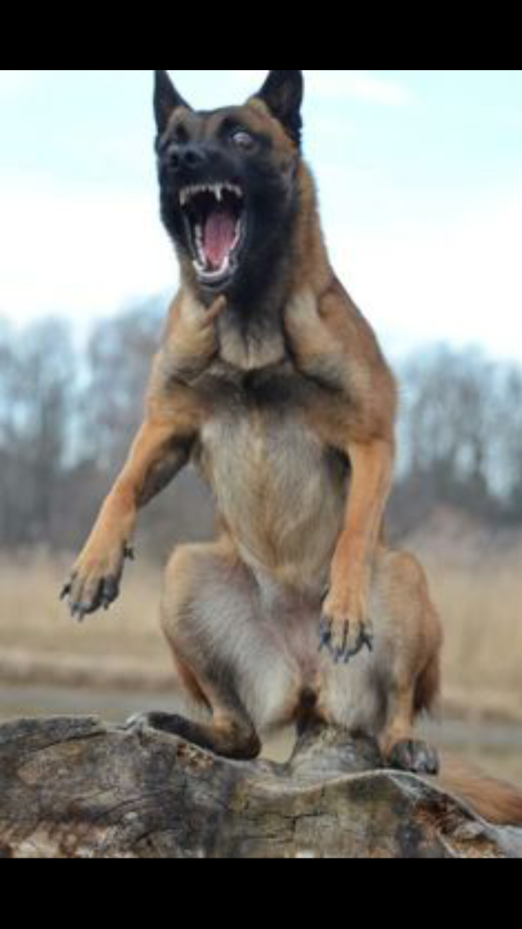 Собака без верхней челюсти