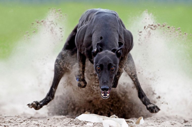 Монеточка бультерьер