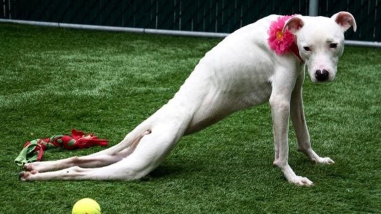 Русская псовая борзая белая бежит