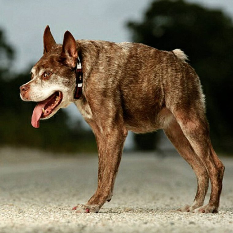 Голландская овчарка Квазимодо псина