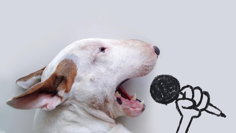 Грейхаунд Левретка + овчарка