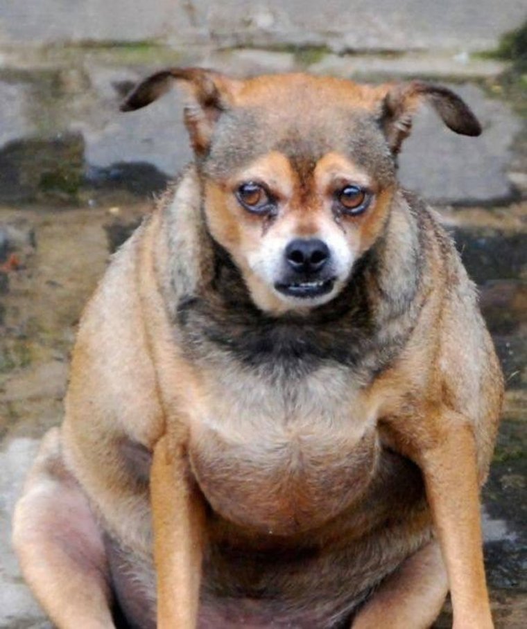 Бульдог жа жа