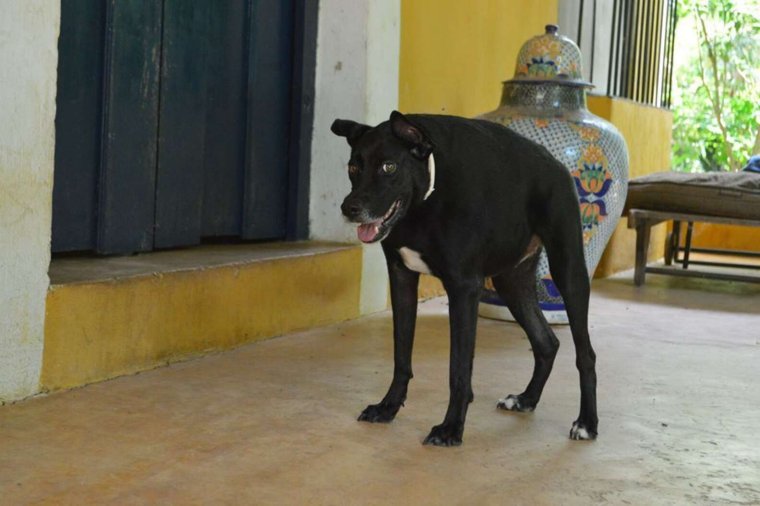 Ирландская овчарка черная