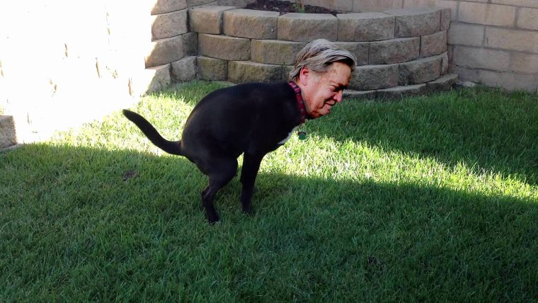 Собака уебака