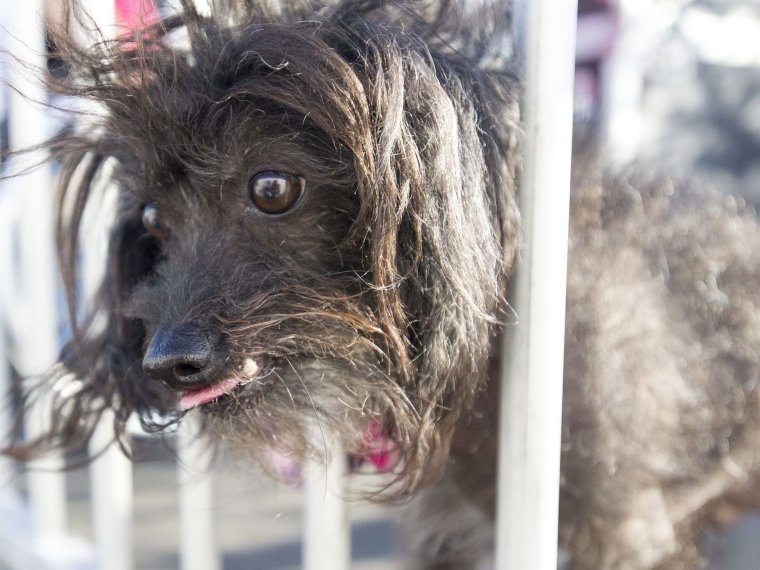 Маленькие толстые собачки